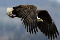 (ویدئو) شکار حیرت انگیز یک بزغاله توسط عقاب غول پیکر