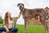 ویدئو/ ثبت قدبلندترین و عجیب‌ترین سگ جهان در گینس