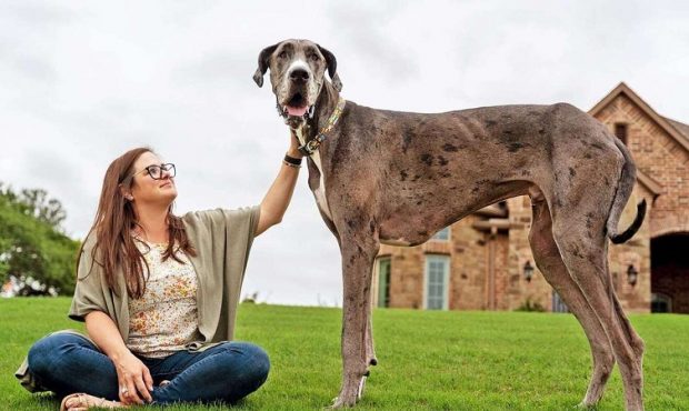 ویدئو/ ثبت قدبلندترین و عجیب‌ترین سگ جهان در گینس