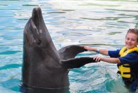 ویدئو | بازی جذاب و بامزه دلفین باهوش با پسربچه!