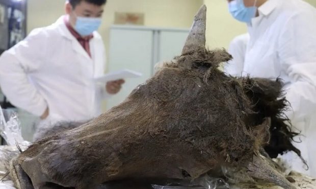 تصاویر | این حیوان باستانی منقرض شده به حیات باز می‌گردد