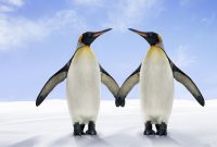 آیا پنگوئن ها واقعا زانو دارند؟