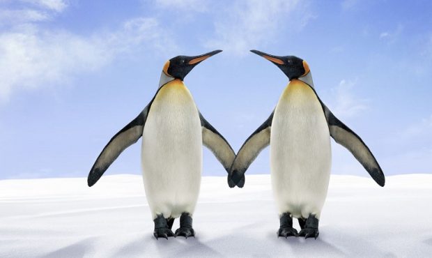 آیا پنگوئن ها واقعا زانو دارند؟