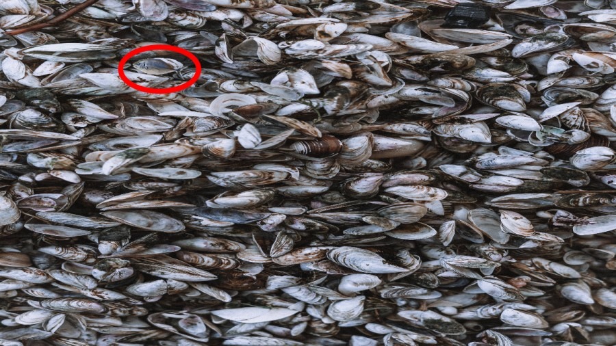 اگر چشمانی تیزبین دارید، در 10 ثانیه ماهی پنهان شده را پیدا کنید!