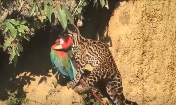 ویدئو/ یوزگربه تند و تیز، یک طوطی زیبا را شکار کرد!