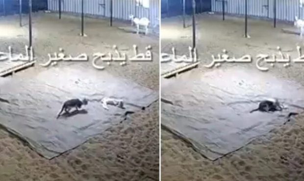 ویدئو/ در اتفاقی باورنکردنی، گربه یک بزغاله را کشت