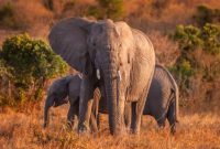 ویدئو/ درگیری فیل خشمگین با گاومیش ها