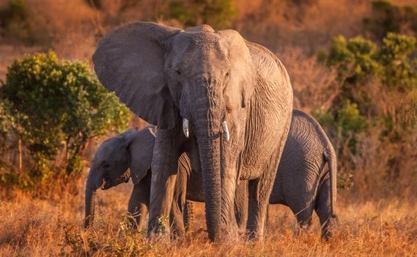 ویدئو/ درگیری فیل خشمگین با گاومیش ها