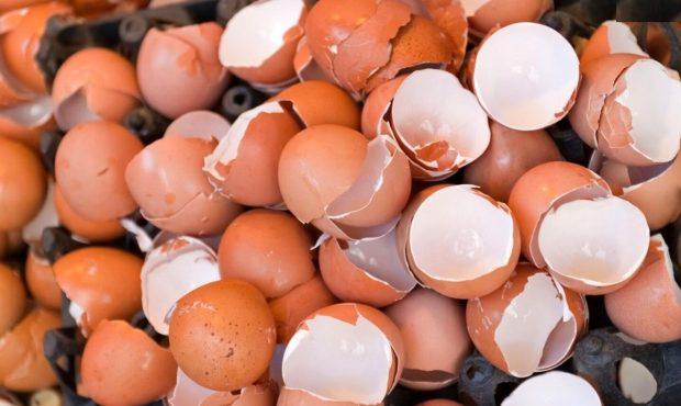۸ دلیل بسیار مهم برای نگهداری پوست تخم مرغ