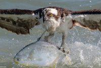 (ویدئو) شکار یک ماهی بزرگ توسط عقابی غول‌پیکر از دل اقیانوس