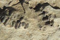 عکس/ کشف ردپای ۱۲۰ هزار ساله انسان خردمند در صحرای شمال عربستان