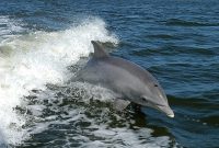 ویدئو/ نهنگ غول پیکر، دلفین بی نوا را استادانه شکار کرد!