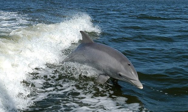 ویدئو/ نهنگ غول پیکر، دلفین بی نوا را استادانه شکار کرد!
