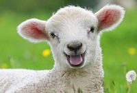 ویدئو/ تولد موجودی به شکل نصف انسان و نصف گوسفند در آفریقای جنوبی!