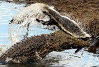 ویدئو/ گورکن عسل خوار، یک تمساح را در عین ناباوری شکار کرد!