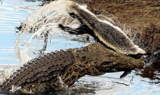 ویدئو/ گورکن عسل خوار، یک تمساح را در عین ناباوری شکار کرد!