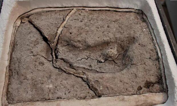تایید قدیمی‌ترین اثر پا کشف شده انسان در قاره آمریکا