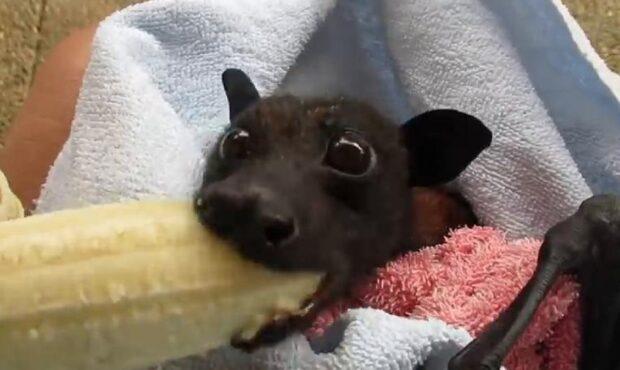 ویدئو/ موز خوردن شگفت انگیز و عجیب یک خفاش کوچک
