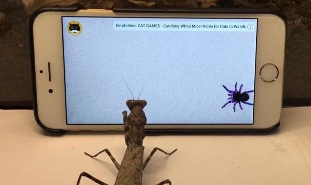 ویدئو/ سرکار گذاشتن آخوندک بیچاره با نمایش دادن حشرات در گوشی موبایل