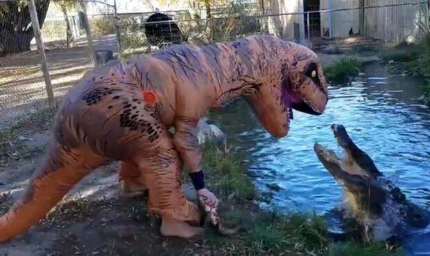ویدئو/ احمقانه ترین روش برای ترساندن تمساح دو متری