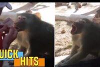ویدئو/ واکنش بامزه و باورنکردنی میمون به شعبده بازی بازدیدکنندگان