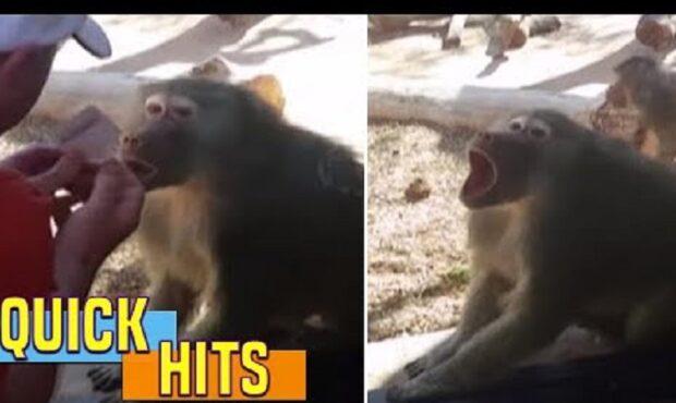 ویدئو/ واکنش بامزه و باورنکردنی میمون به شعبده بازی بازدیدکنندگان
