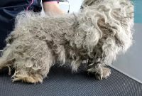 ویدئو/ عملیات نجات سگ خیابانی از شر موهای سنگی؛ این سگ معروف شد