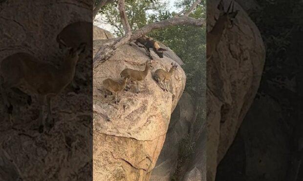ویدئو/ تلاش سگ های وحشی آفریقایی برای شکار ایمپالاهای روی صخره