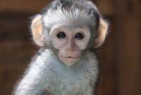 ویدئو/ واکنش باورنکردنی یک میمون به حرکات شعبده باز