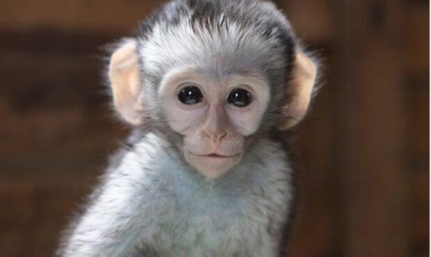 ویدئو/ واکنش باورنکردنی یک میمون به حرکات شعبده باز