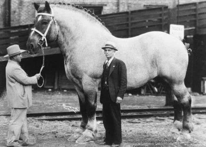 عجیب ترین اسب دنیا، سنگین تر از یک ماشین!