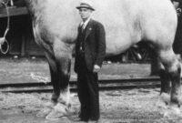 عکس/ عجیب ترین اسب دنیا، سنگین تر از یک ماشین!