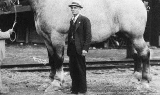 عکس/ عجیب ترین اسب دنیا، سنگین تر از یک ماشین!