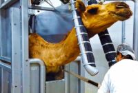 ویدئو | مزرعه بزرگ پرورش شتر؛ نحوه برش زدن حرفه ای شترهای غول پیکر در کارخانه