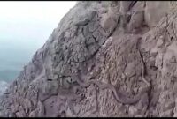 ویدئو/ این مار بزرگ و غول پیکر در کوه صفه اصفهانی ها را ترساند