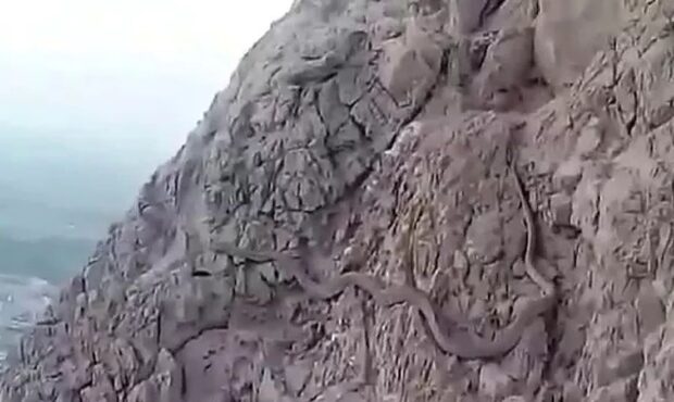 ویدئو/ این مار بزرگ و غول پیکر در کوه صفه اصفهانی ها را ترساند